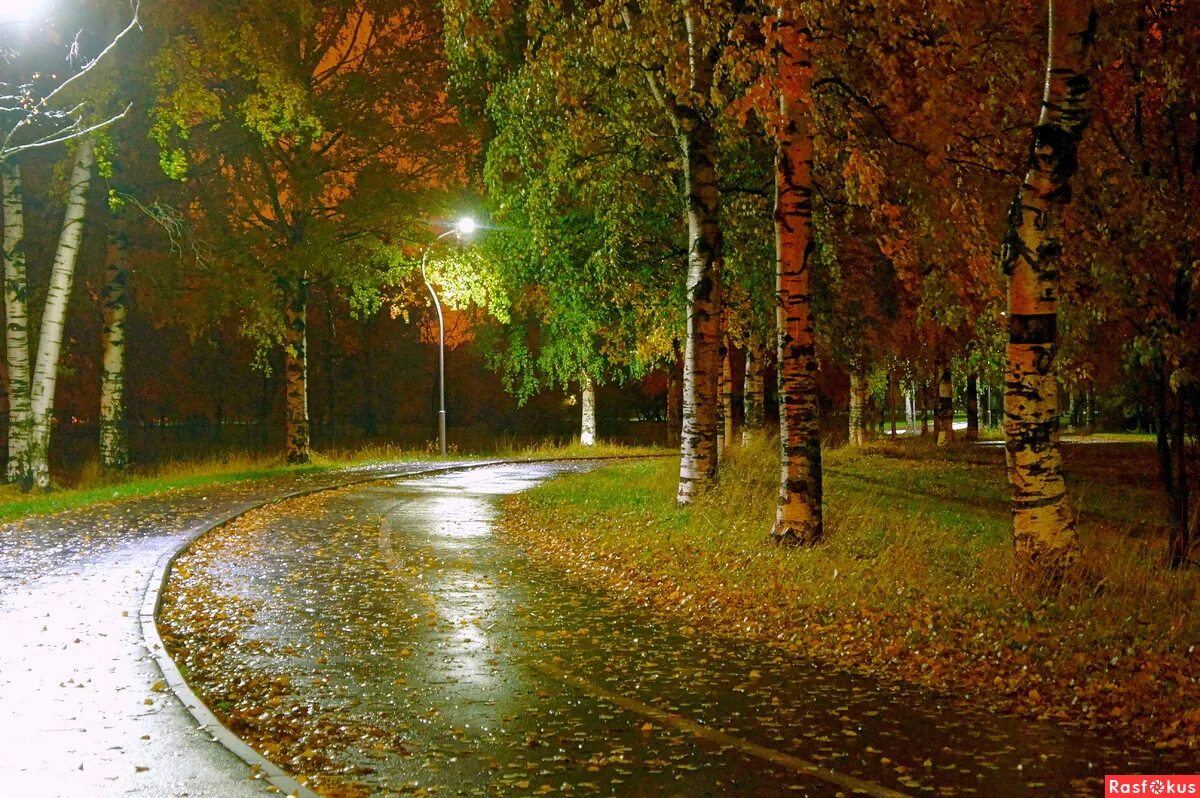 дождливая осень. осенний дождичек. осенний дождичек. осень дождик. дождливая осень.