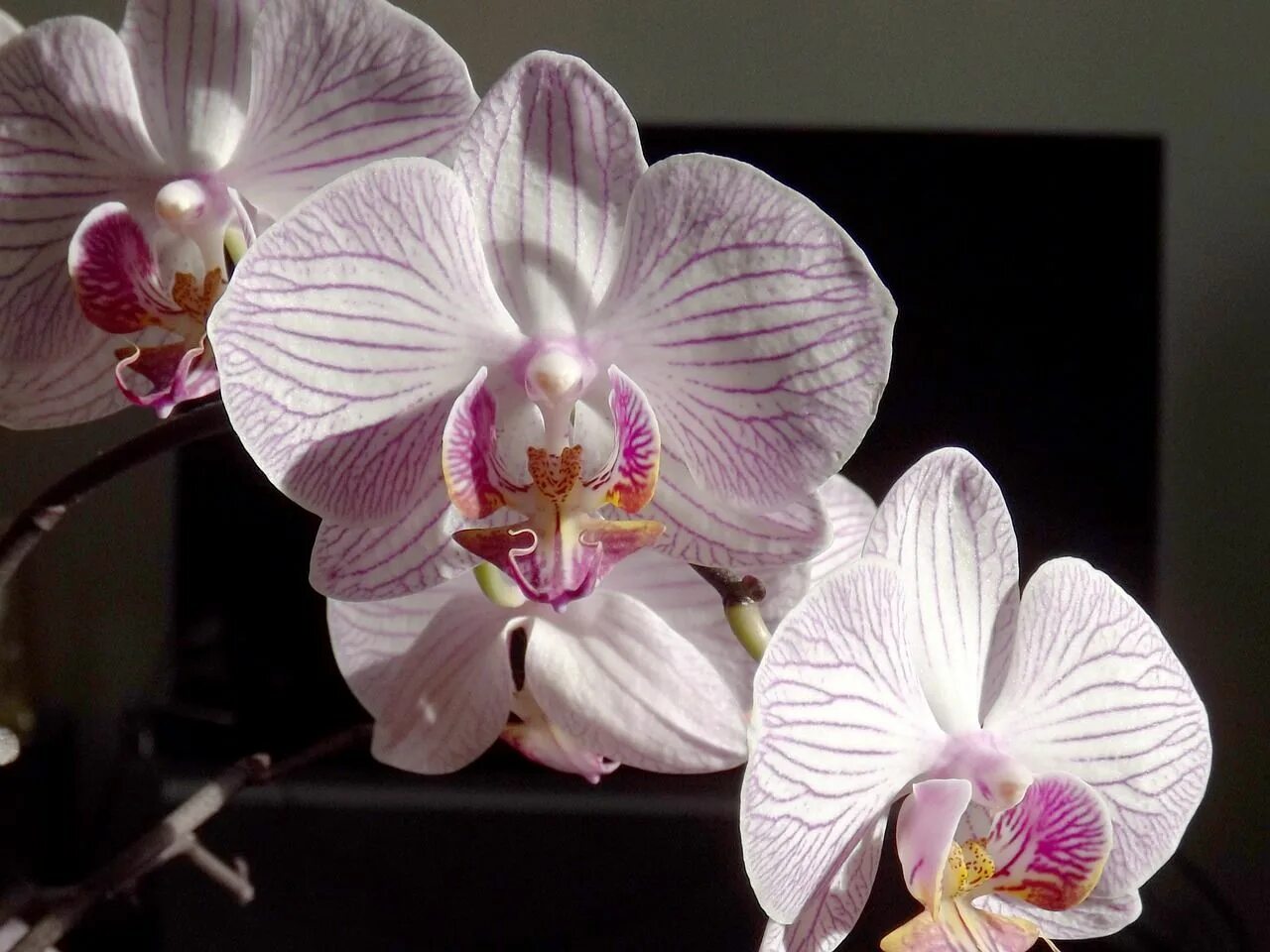 Как называется орхидея. Фаленопсис тропик пикоти. фаленопсис (phalaenopsis) – орхидея. орхидея phalaenopsis manila. орхидея фаленопсис лас вегас.