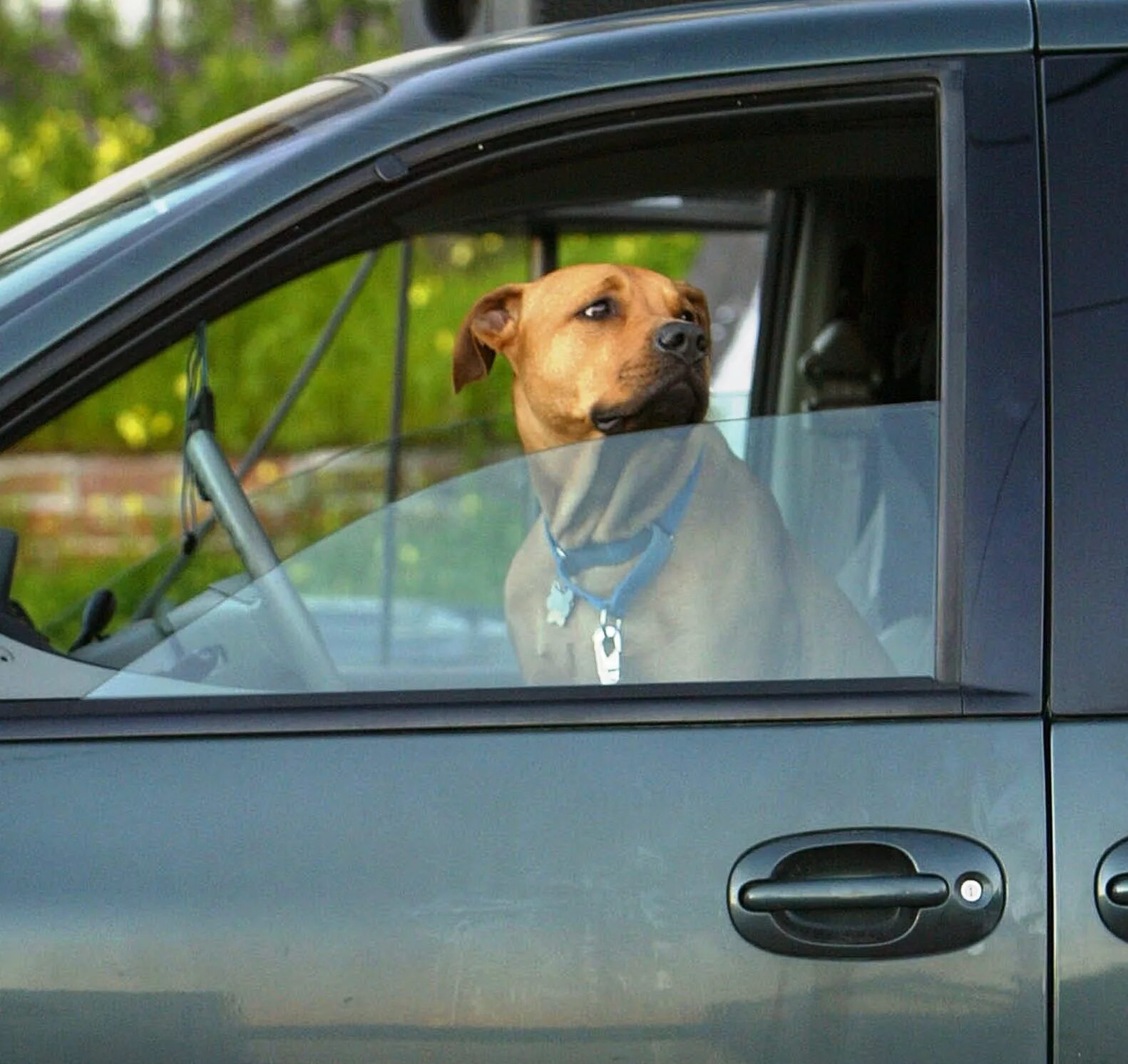 Можно собаку включить. Собака в машине. Собака за рулем. Собака в окне автомобиля. Собака выглядывает из окна машины.