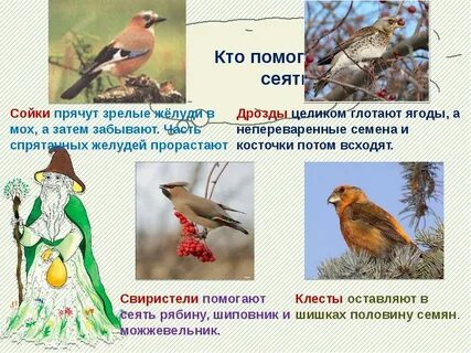 Какая птица помогает