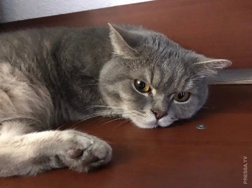 метис сибирского короткошерстного кота. кошка метис британца. метис британской кошки. метис с британцем кошка серый. британский кот помесь.