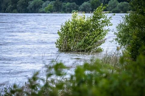 Куст в воде