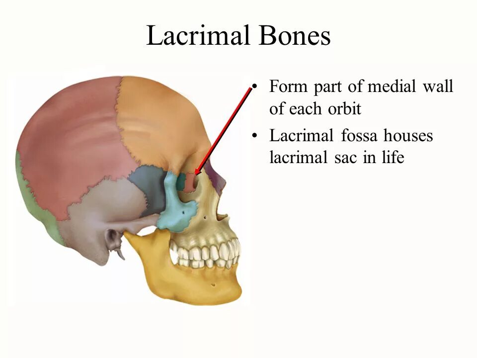 Слёзная кость (os lacrimale). Os lacrimale анатомия. Fossa for lacrimal Gland. Слезный гребень. The bones form