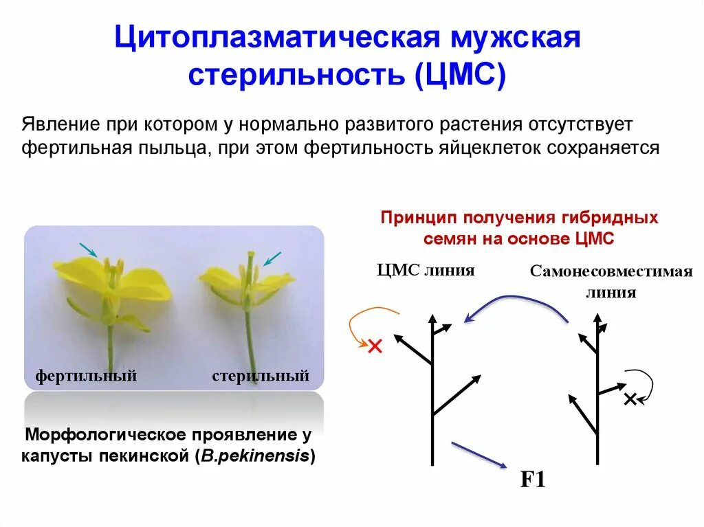 Стерильные растения. Цитоплазматическая мужская стерильность у растений. Цитоплазматическая мужская стерильность. Цитоплазматическая стерильность. Цитоплазматическая стерильность у растений.