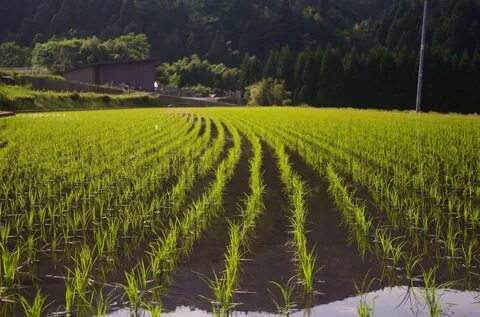 Planting crops