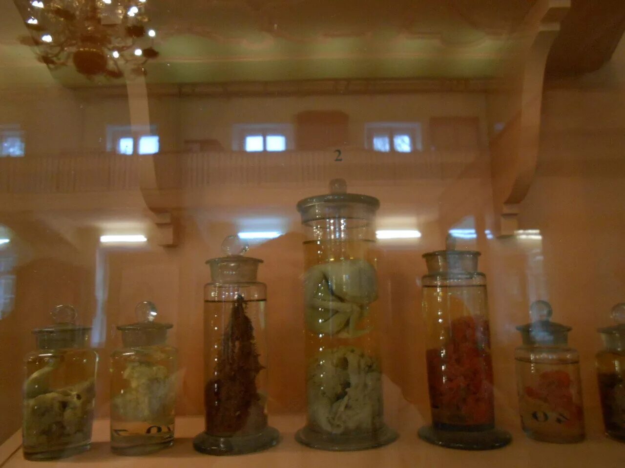 Кунсткамера