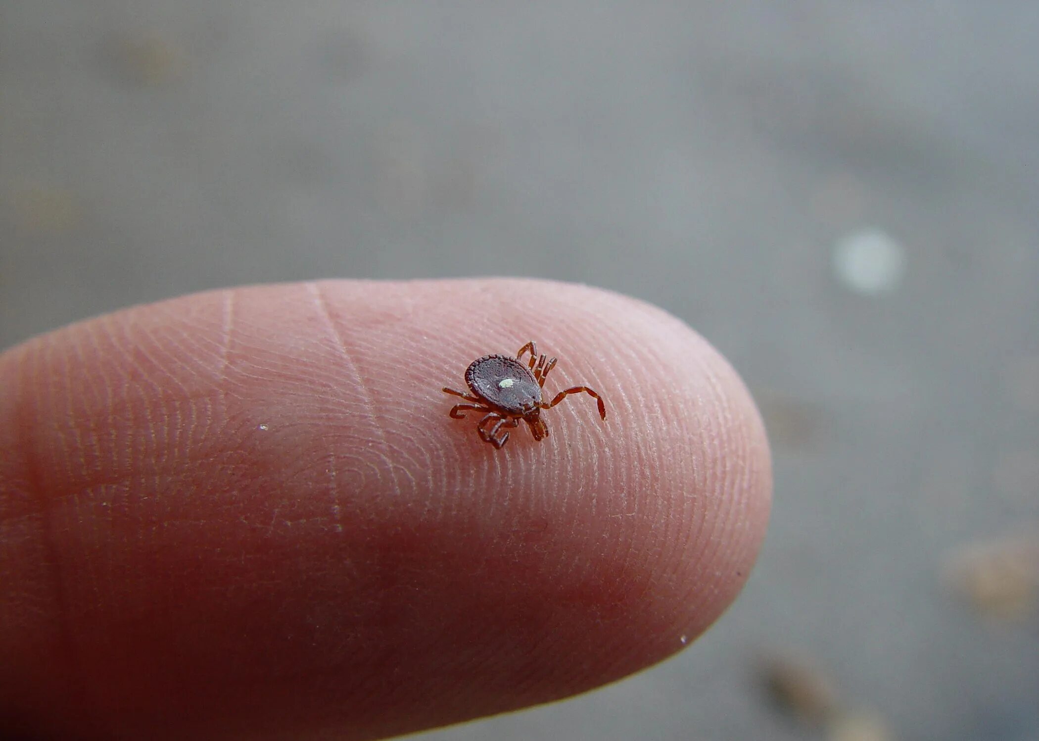 Как выглядит маленький клещ. Amblyomma americanum.