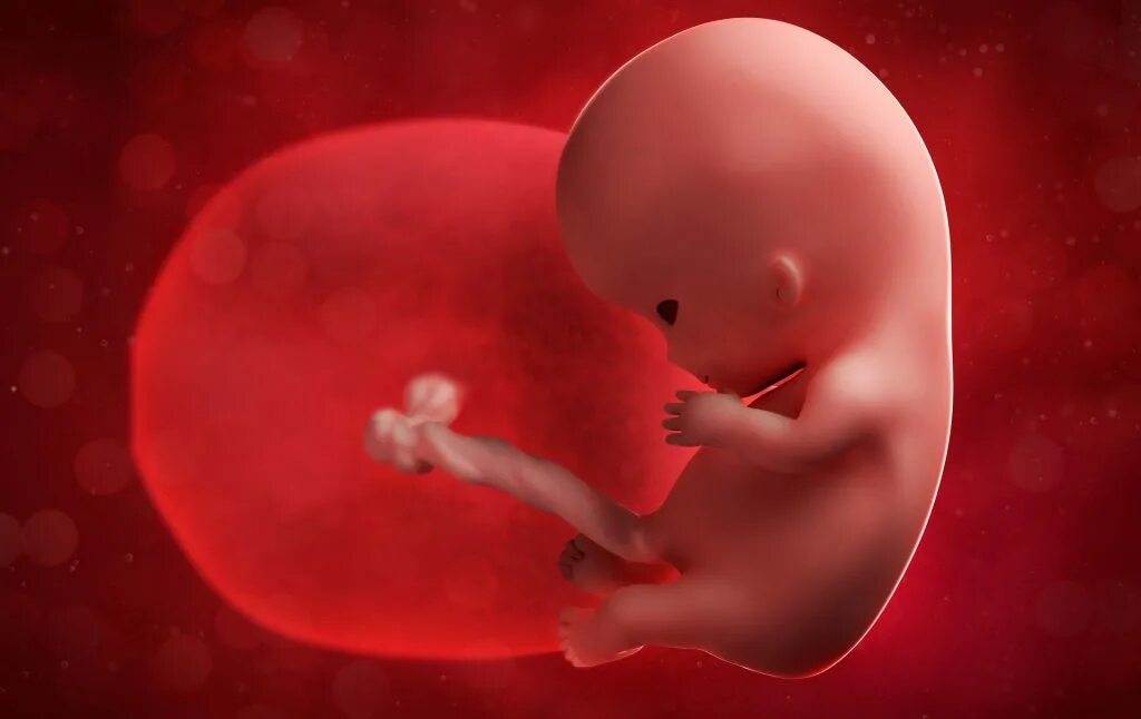 Плод забеременел. Эмбрион на 10 неделе беременности.