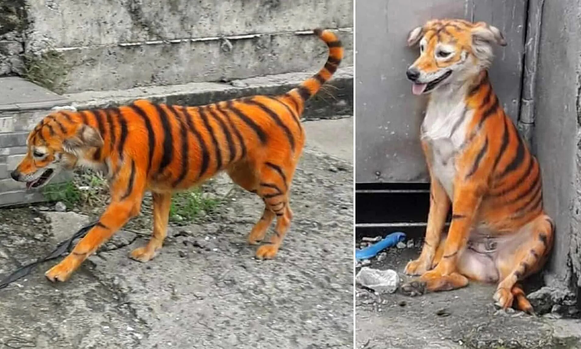Тигр и собака мужчина. Собака Разрисованная под тигра. Собака перекрашенная в тигра в Уссурийске. Тигра Бенсон порода собак. Собака покрашенная в тигра.