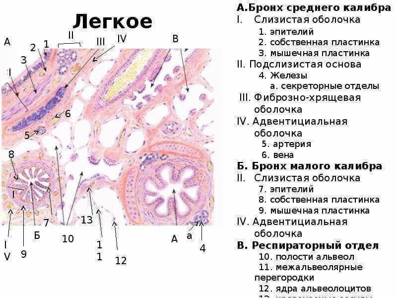 Легкое гистологический препарат. Альвеолы гистология препарат. Строение бронхов человека гистология. Строение бронхов гистология препарат.