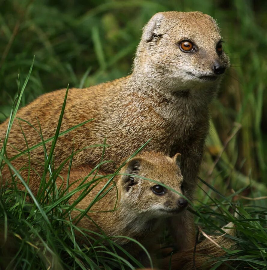 Кто такой мангуст. Королевский мангуст. Лисицевидный мангуст. Мангуст. Кто такой мангуст.