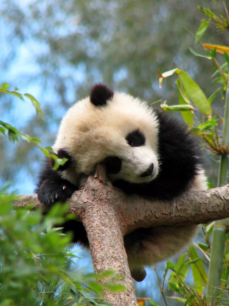 Pandas having