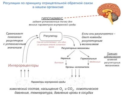 Примеры положительных и отрицательных обратных связей