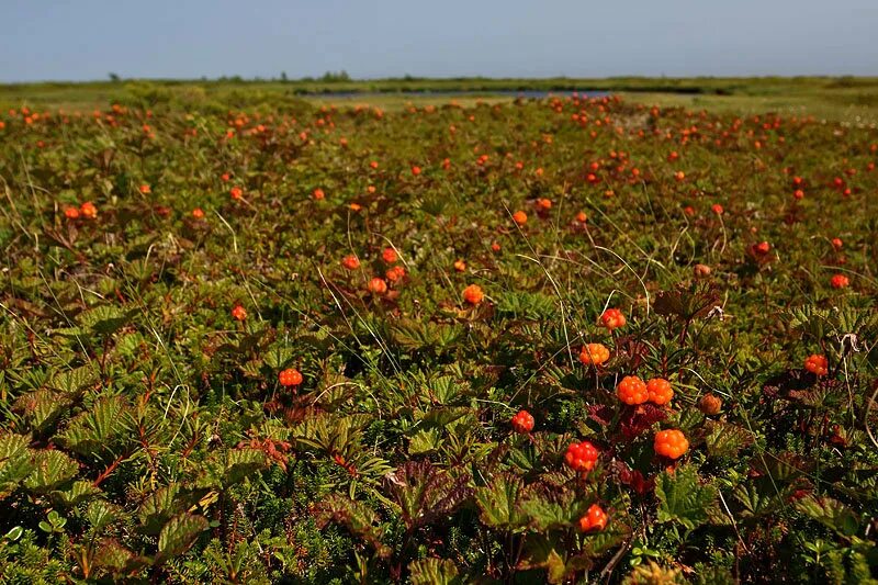 Морошка в карелии. Морошка обыкновенная. Как растет морошка. Морошка ягода. Болотная ягода морошка.