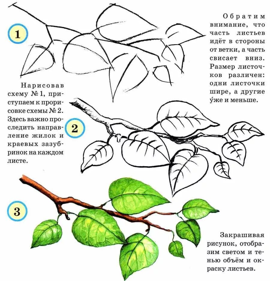 Рисуем ветви деревьев 1 класс