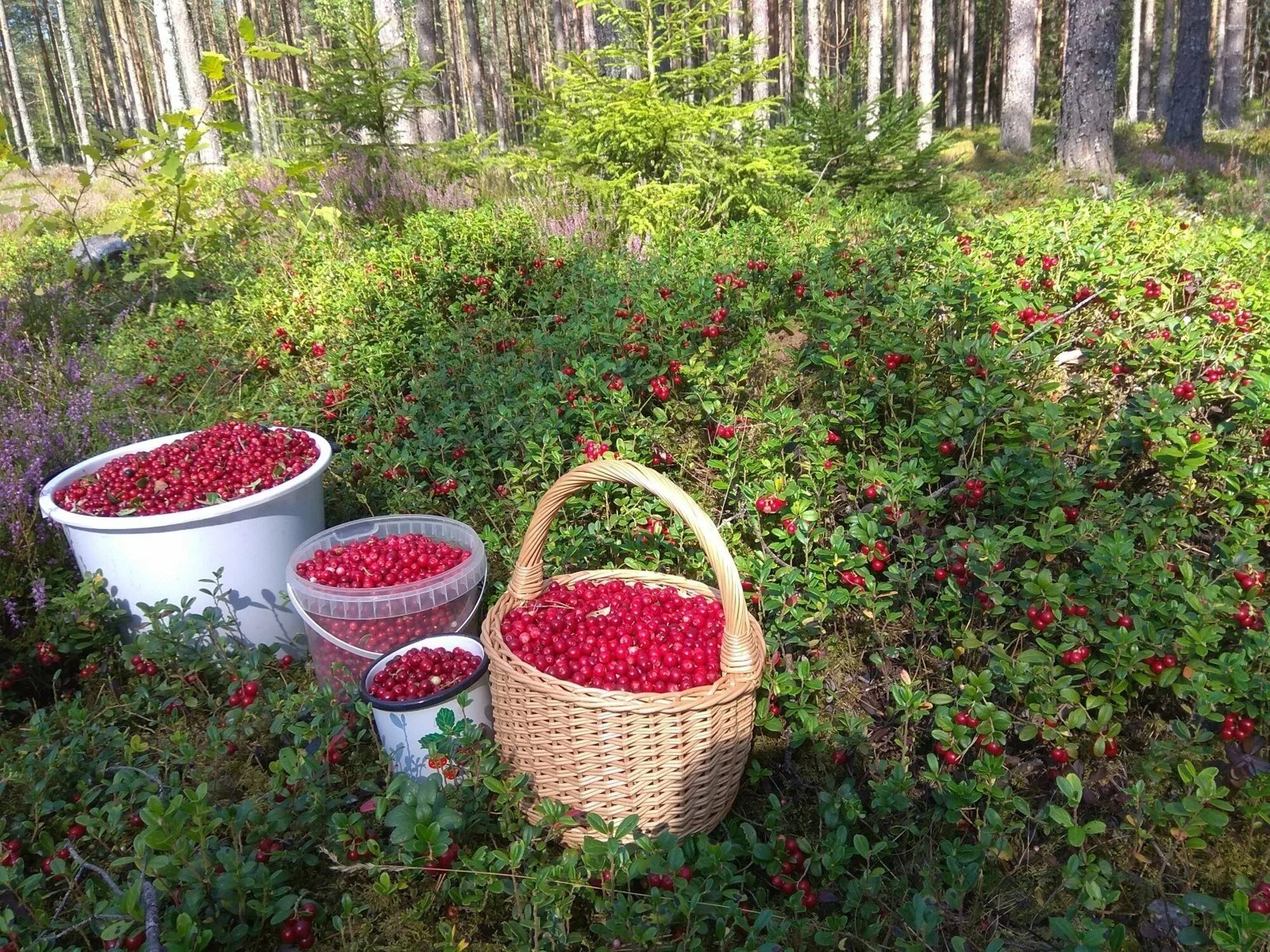 Сбор ягод в лесу. Туесок с брусникой. сбор брусники в карелии. брусника туесок ягод. брусника в корзине.