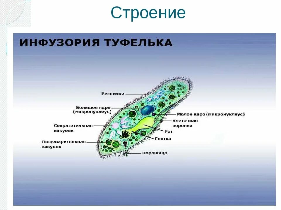 Какие вакуоли у инфузории туфельки. Органоиды инфузории туфельки. Инфузория туфелька вакуоль. Пищеварительная система инфузории туфельки. Инфузория туфелька схема строения.