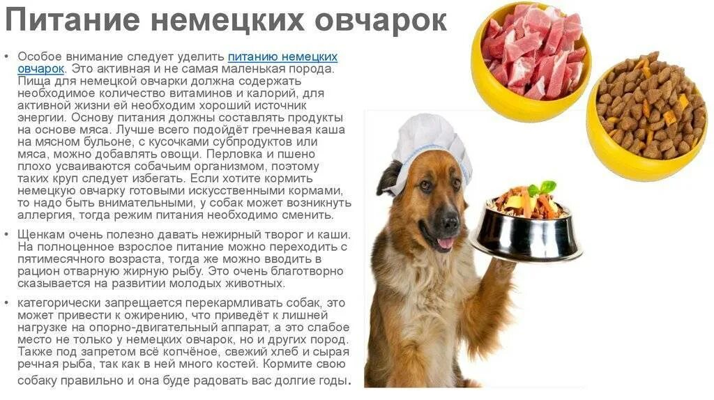Какую крупу можно овчарке
