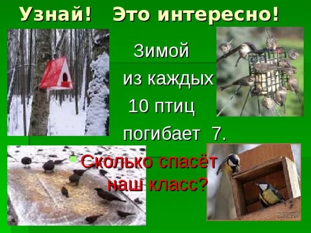 Сколько спаслось. Сколько птиц погибает зимой. сколько процентов птиц погибает зимой. 9 из 10 птиц погибают зимой. сколько убивают птиц в год.