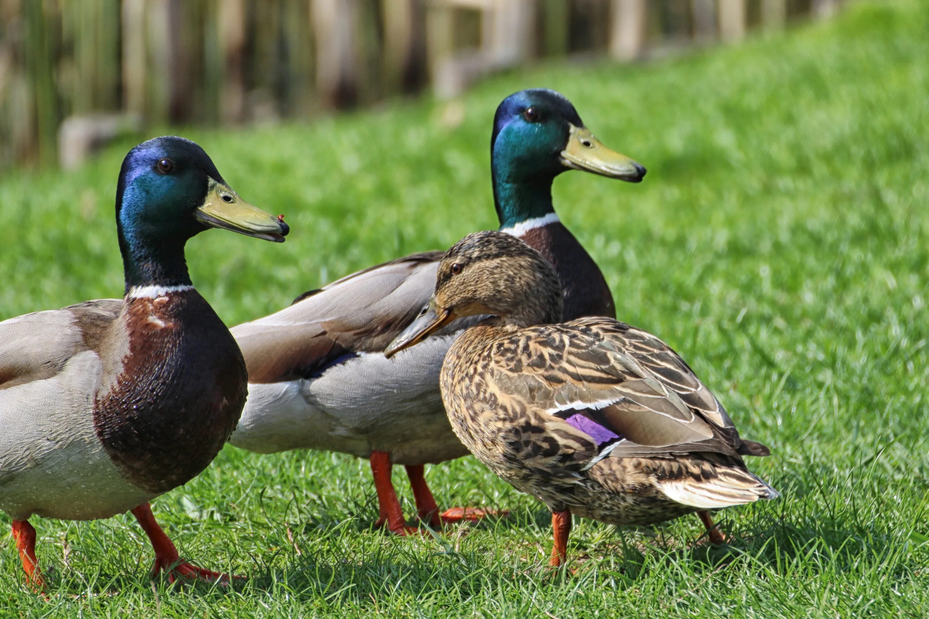 Duck source. Руанская порода уток. Дикая утка кряква. Утка кряква селезень. Породы уток кряква.