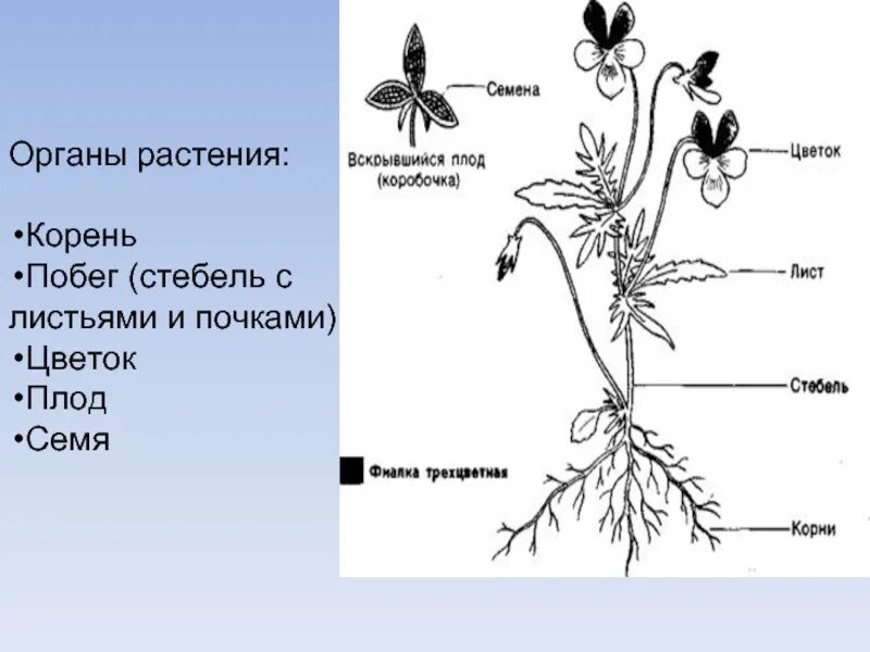 Строение цветковых покрытосеменных растений. Покрытосеменные цветковые растения строение. Покрытосеменные растения схема строения. Строение покрытосеменных растений рисунок.