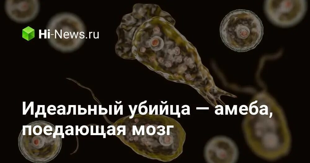 Поедающая мозг амеба naegleria fowleri. Неглерия фоулера паразит. Амёба может съесть мозг. Амеба поедающая мозг озерная. Жизненный цикл неглерии фоулера.