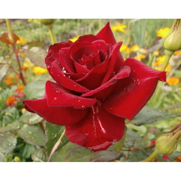 Olympiad Hybrid Tea Rosas vermelhas, Arrajos de flores, Imagem rosa
