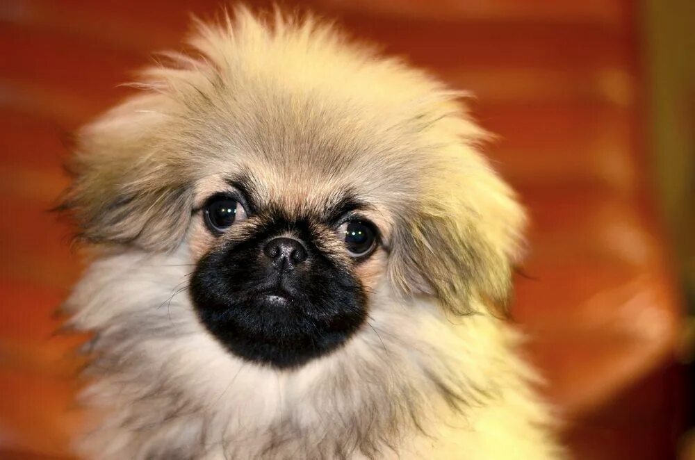 Pekingese Pekingese, Pekingese dogs, Dog lovers