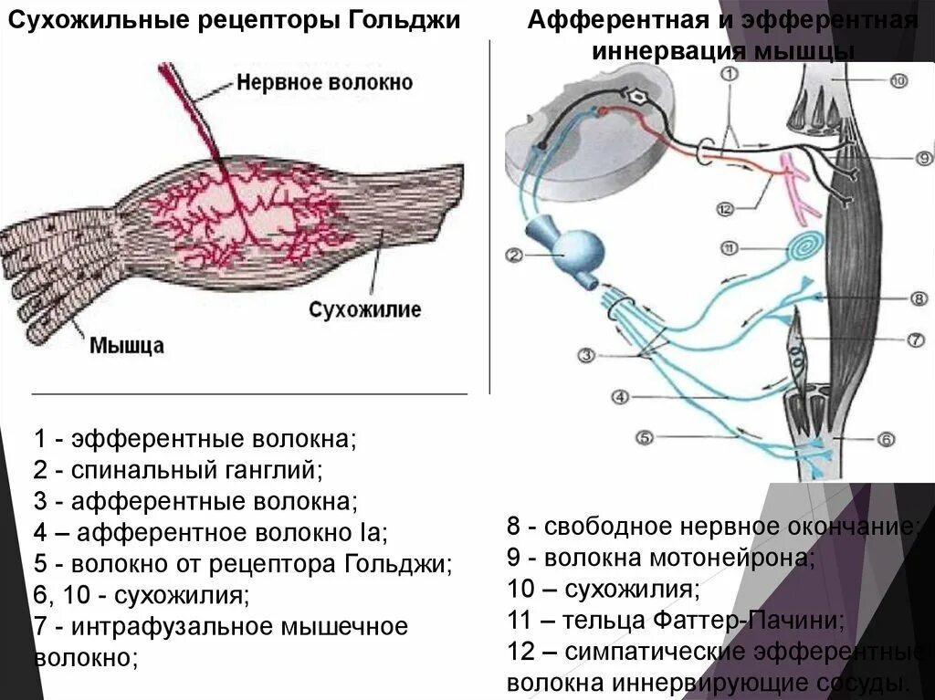 Что представляет собой ганглий. Рецептор Гольджи афферентные волокна. 7.3.Типы сухожильные рецепторы Гольджи. Сухожильный орган Гольджи строение.