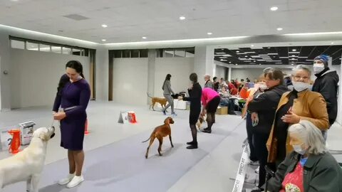Выставки собак в сентябре