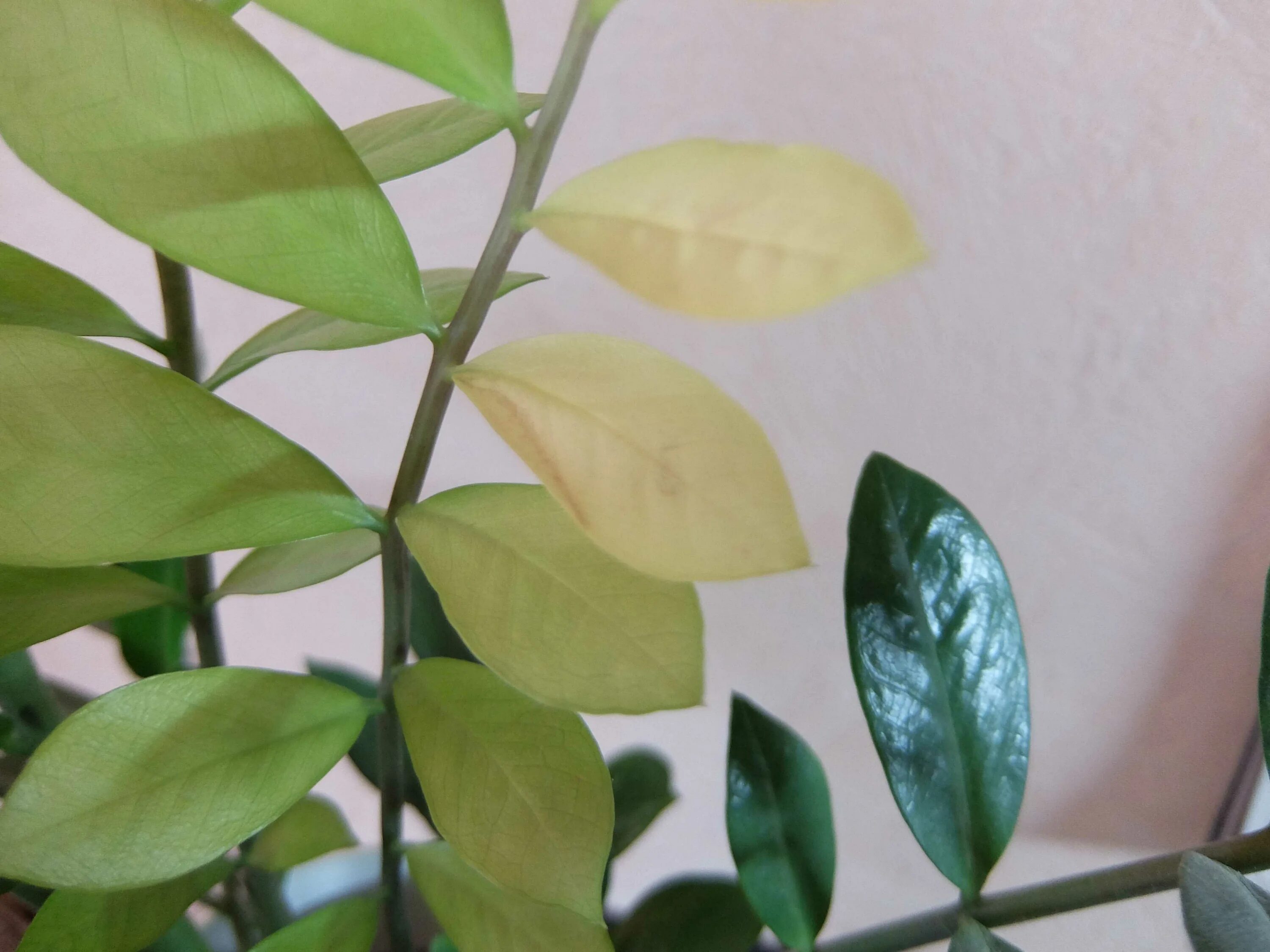 Почему сохнут листья замиокулькаса. Замиокулькас. замиокулькас leaf. замиокулькас светло зеленые листья. замиокулькас big leaf.