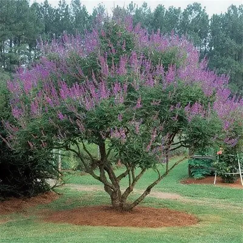 Витекс кустарник описание и фото The chaste tree: When pruning makes a tree Landscaping trees, Colorful landscapi