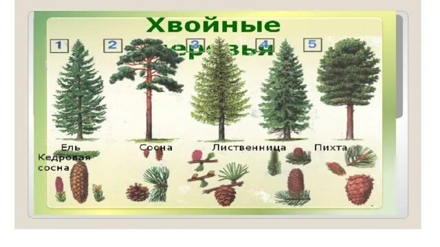 Карточка лиственные и хвойные деревья 2 класс. 5 хвойных и 5 лиственных. впишите в окошки деревья лиственные и хвойные. коллективная работа хвойное и лиственное дерево. детский рисунок на тему хвойное дерево и лиственное дерево.