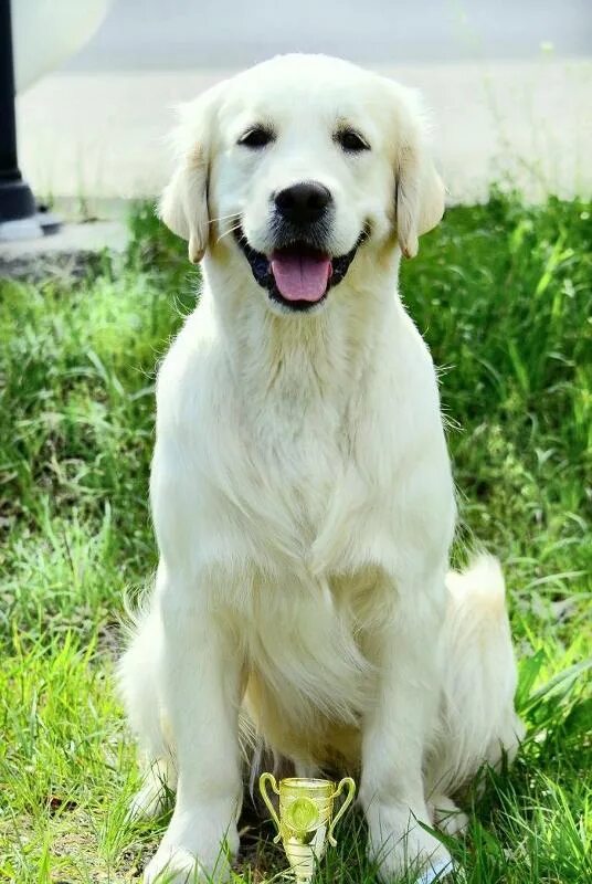 Порода собак голден ретривер. Золотистый ретривер golden retriever. Золотой ретривер. Золотистый ретривер ретривер. Золотистый голден ретривер.