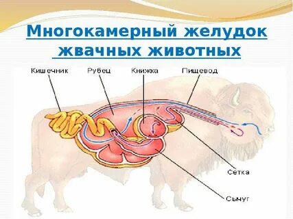 Какую особенность имеет желудок жвачных парнокопытных ответ