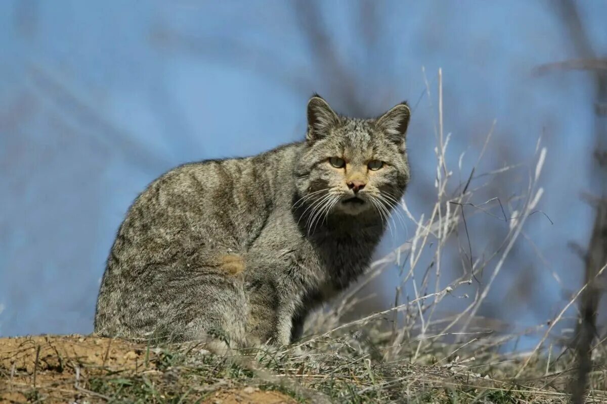 Европейский дикий Лесной кот. Европейский Лесной кот камышовый дикий. Европейский камышовый кот. Шотландский дикий Лесной кот.