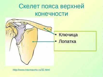 Скелет верхней конечности ключица