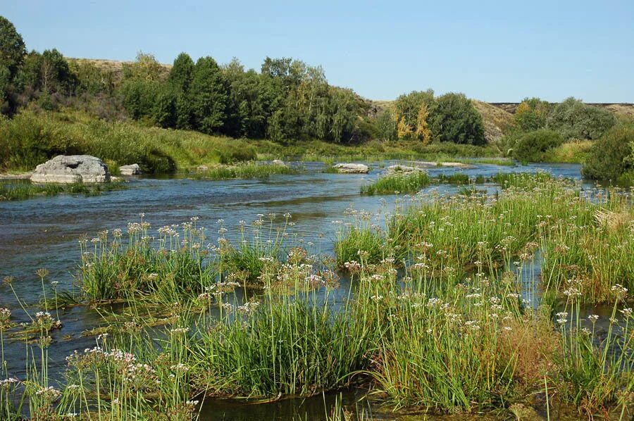 Река числа. Река урал оренбург исток. исток реки урал в оренбургской области. урал речка уй. растения реки урал.