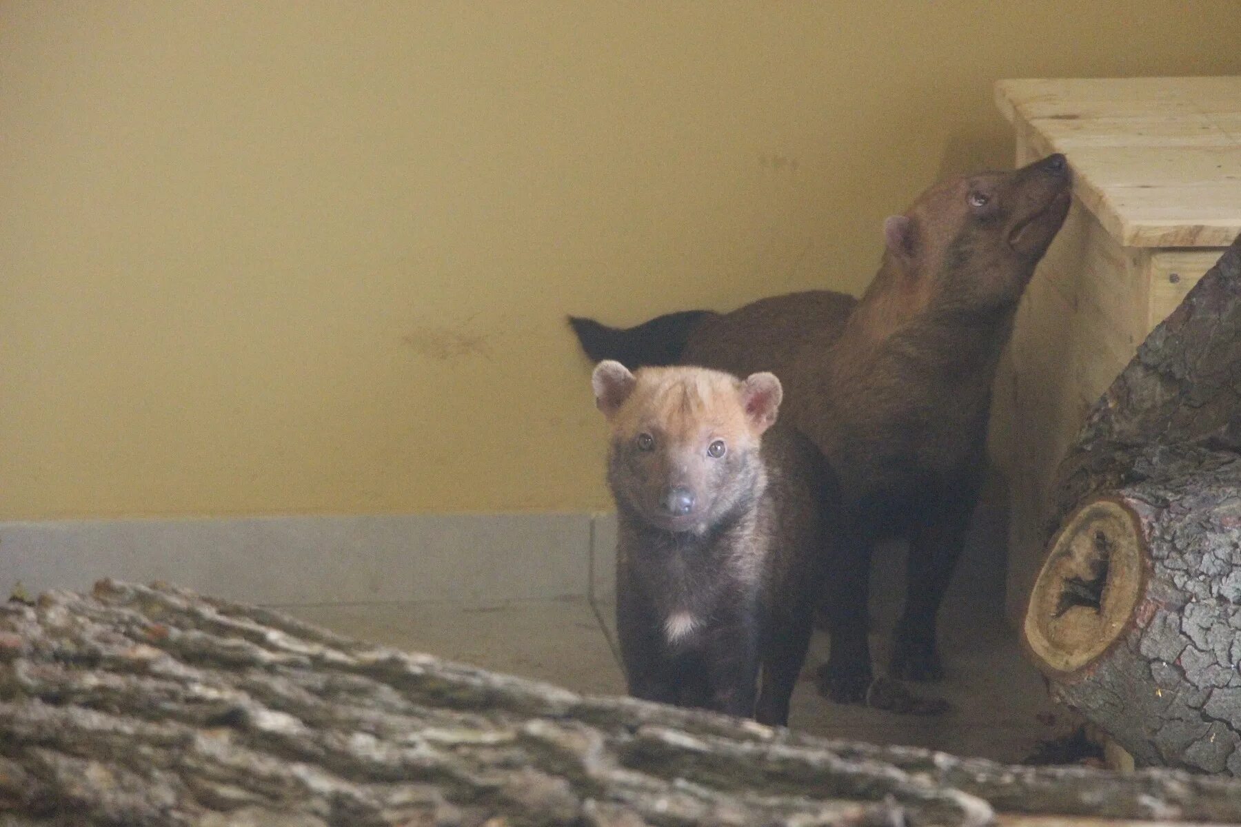 Как то в зоопарк привезли. Тигр покусал тигр багдасарова артура. Муравьед в новосибирском зоопарке. Рысь и харза. Казанский зоопарк «река замбези.