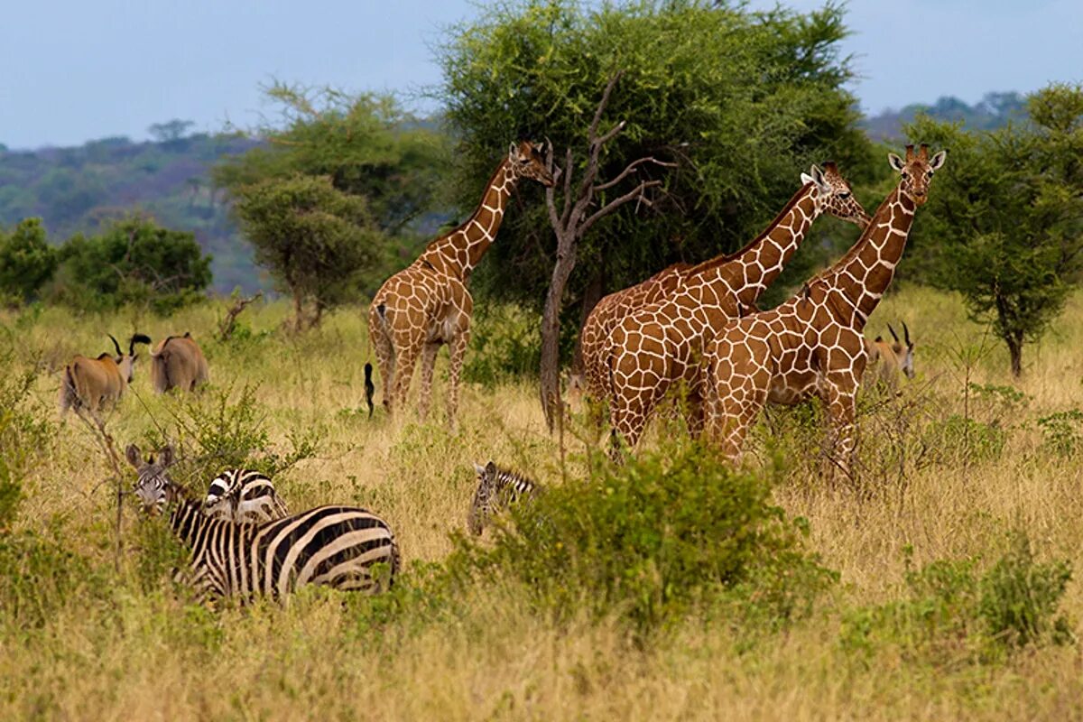 Wildlife holidays. Национальный парк Найроби Кения. Кения парк сафари Найроби. Национальный парк Серенгети.