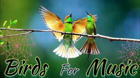 Birds sing songs