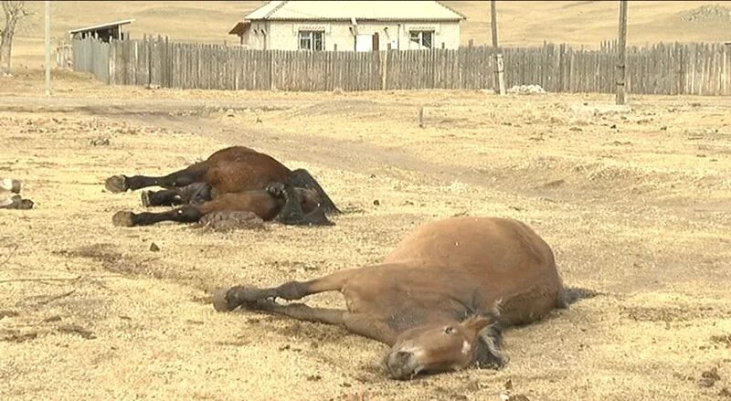 Животноводство в бурятии. Зимовка скота коров. Корова лежит. Сонная корова. Падеж животных.