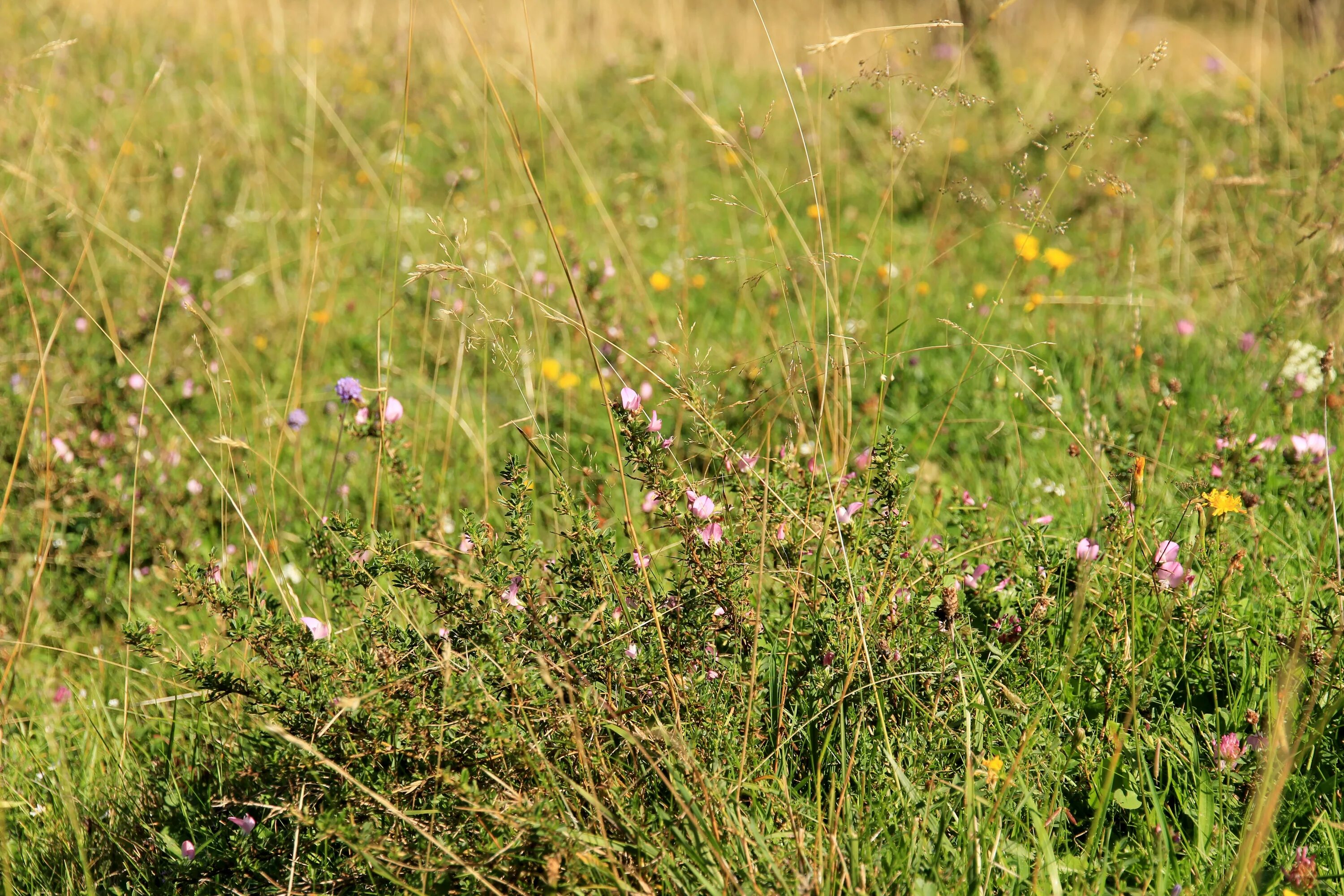 Домик на траве. Трава с цветами сверху. Травяной забор. Болотный цвет фон. Трава на старых фото.