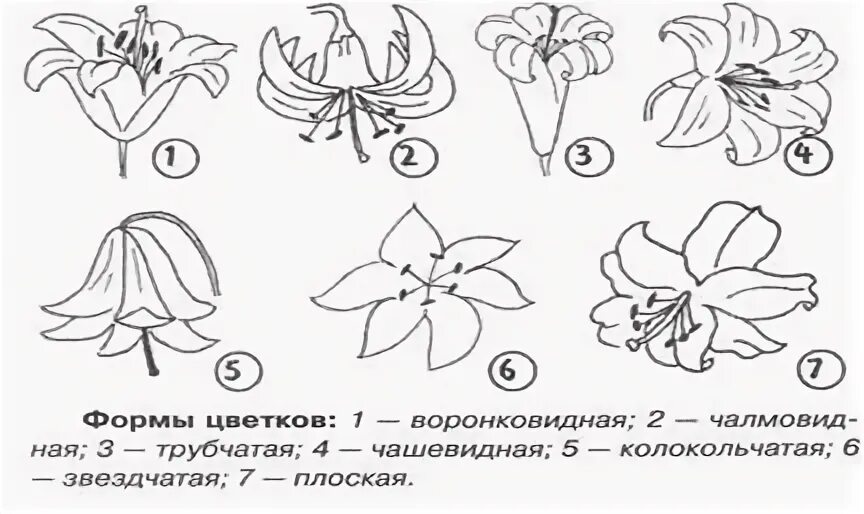 Какая форма цветов