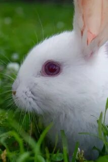 Какие глаза у белого кролика