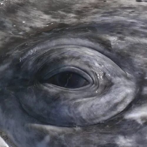 Как выглядит глаз кита Small Ship Photography Tips, Peter West Carey Whale, Great whale, Marine animals