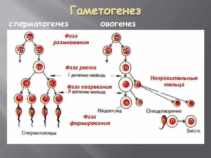 Этапы сперматогенеза 6 этапов. Фаза созревания гаметогенеза. Фаза роста овогенеза. Фаза размножения сперматогенеза. Фаза созревания гаметогенеза набор хромосом.