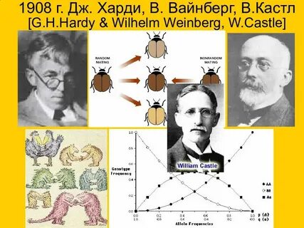 Харди вайнберга биология