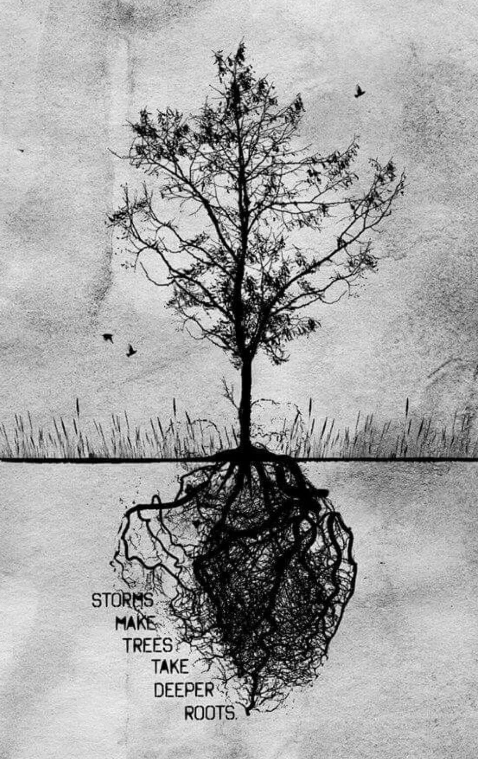A tree without roots