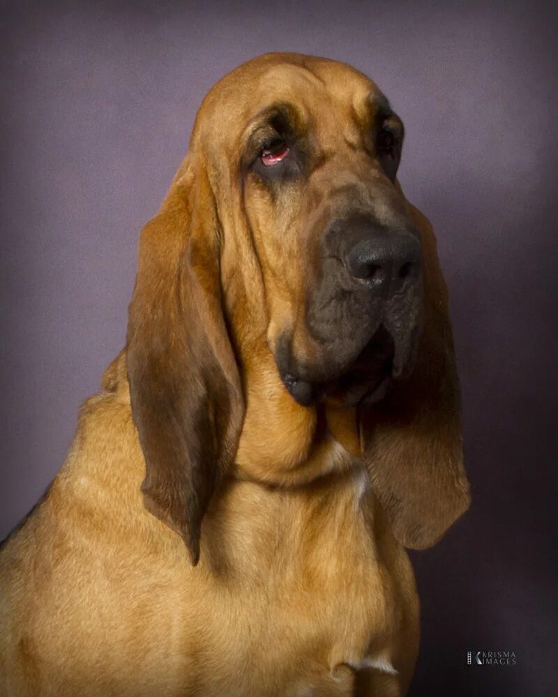 Bloodhound regression